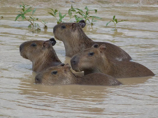 group of capybaras, wild life, capybara, swamp, river, 