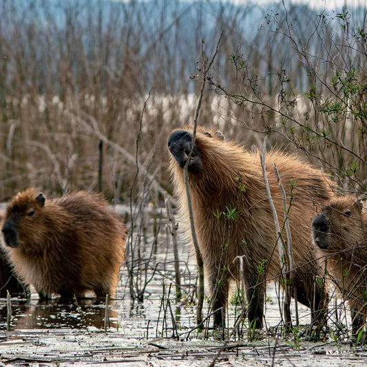 Capybara Diet in the Wild: What Do They Eat and Where Do They Find It?